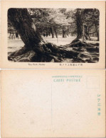 Postcard Kyoto Kyōto-shi (京都市) The Maiko Park, Baumwurzeln 1930 - Other & Unclassified