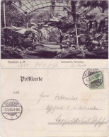 Ansichtskarte Frankfurt Am Main Palmengarten, Palmenhaus. 1905 - Frankfurt A. Main