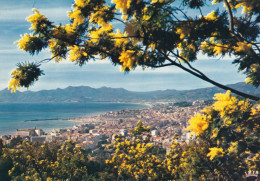 06, Cannes, Vue Panoramique à Travers Les Mimosas - Cannes