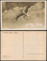 Ansichtskarte Binz (Rügen) Vorbote Der Nahen Küste. Möwe 1930 - Autres & Non Classés