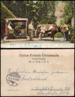 Postcard Funchal Carro De Bois - Ochsenkarren Madeira 1906 - Autres & Non Classés