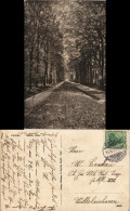 Ansichtskarte Varel Große Allee 1911 - Varel