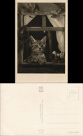 Ansichtskarte  Tiere - Katzen Kätzchen Am Fenster Fotokunst 1955 - Cats
