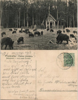 Ansichtskarte Göhrde Wildgehege Wildschweine Förster 1908 - Andere & Zonder Classificatie