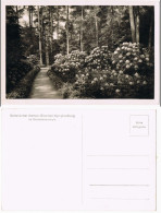 München Im Rhododendronhain Botanischer Garten München-Nymphenburg 1940 - Muenchen