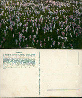 Ansichtskarte Drebach (Erzgebirge) Krokuswiese B. Wolkenstein 1913 - Other & Unclassified