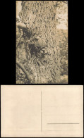 Militär/Propaganda 1.WK (Erster Weltkrieg) Granate Im Baum 1916 Privatfoto - Guerra 1914-18