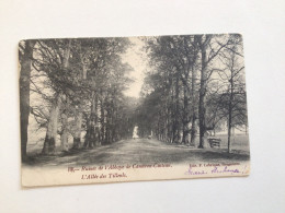 Carte Postale Ancienne (1913) Cambron-Casteau Ruines De L’abbaye L’allée Des Tilleuls - Brugelette