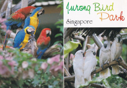 Bird - Oiseau - Vogel - Uccello - Pássaro - Pájaro - Animal - Parrot - Fauna - Jurong Bird Park Singapore - Birds