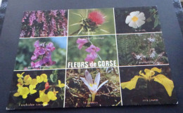 Fleurs De Corse - Les Fleurs Du Maquis Corse - Editions "La Cigogne" - Excl. Hachette, Ajaccio - Sonstige & Ohne Zuordnung