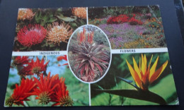 Zuid-Afrika - Indigenous Flowers - Constantia Greetings Ltd. - Afrique Du Sud