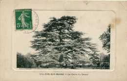 VILLIERS Sur MARNE  (94)   - LE CEDRE Du DESERT - - Arbres