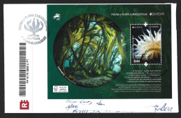 Underwater Fauna And Flora. Registered Letter With Block Of White Anemone And Laminaria Algae, Saccorhisa Polyschides. - Marine Life