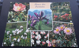 Fleurs Des Pyrénées - Regards Sur Les Pyrénées - Photo Jean Masson - Editions Masson, Cauterets - Sonstige & Ohne Zuordnung