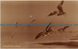 R118854 Seagulls. Judges Ltd. No 12710 - Welt