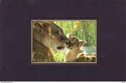 *CPM  - Lionne Et Lionceaux - Tendresse Sauvage - Leeuwen