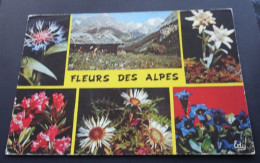 Fleurs Des Alpes - Editions "EDY", Chambéry - Autres & Non Classés
