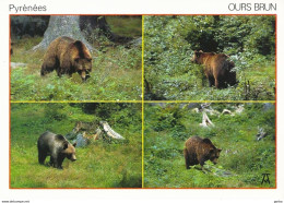 *CPM  - Ours Brun Des Pyrénées - Multivues - Bears
