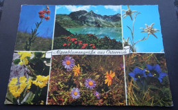 Alpenblumengrüsse Aus Österreich - "Monopol" Kunst- Und Ansichtskarten-Verlag Schöllhorn, Innsbruck - Altri & Non Classificati