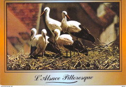 *CPM  - Cigognes Au Nids - L'Alsace Pittoresque - Birds