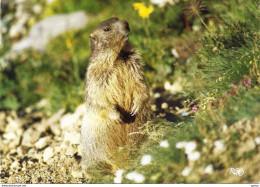 *CPM  - Marmotte Aux Aguets - Other & Unclassified