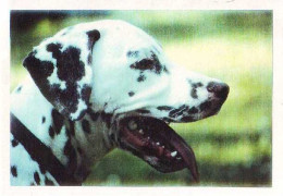 Dalmatian Dog - Chien - Cane - Hund - Hond - Perro - Lissunmusta - Chiens