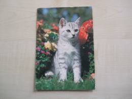 Carte Postale Ancienne CHAT - Cats