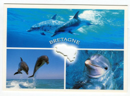 Bretagne Dauphin Multivues - Delfini