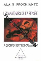 Les Anatomies De La Pensée - À Quoi Pensent Les Calamars - Other & Unclassified