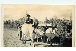 PAPOUASIE-NOUVELLE-GUINEE - Homme Dans Une Attelage Tiré Par Des Boeufs - Papouasie-Nouvelle-Guinée