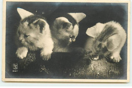 Animaux - Chats Derrière Un Tronc D'arbre - Cats