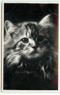 Animaux - Portrait D'un Chat - Katzen