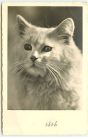 Animaux - Portrait D'un Chat - Gatos