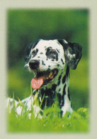 Dalmatian Dog - Chien - Cane - Hund - Hond - Perro - Perros