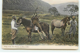 Ecosse - Stag From The Forest Of BEN-ADLER - Cerf Mort Transporté Sur Le Dos D'un Cheval - Chasse - Otros & Sin Clasificación