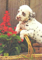 Dalmatian Dog - Chien - Cane - Hund - Hond - Perro - Maxima Line - Hunde