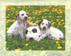 Dalmatian Dog - Chien - Cane - Hund - Hond - Perro - Hunde