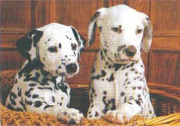 Dalmatian Dog - Chien - Cane - Hund - Hond - Perro - Svenska Naturkort - Dogs