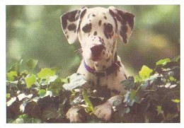 Dalmatian Dog - Chien - Cane - Hund - Hond - Perro - Hallmark Cards - Dogs