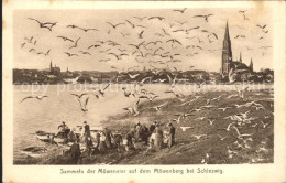 72150346 Schleswig Holstein Sammeln Der Moeweneier Auf Moewenberg Schleswig - Schleswig