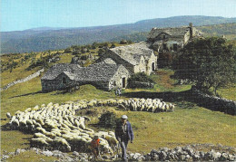 *CPM - Départ Pour Le Paturage - Berger Avec Son Troupeau De Moutons - Campesinos