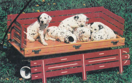 Dalmatian Dog - Chien - Cane - Hund - Hond - Perro - Save A Life - Adopt A Shelter Pet! - Dogs