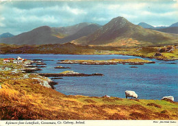 Irlande - Galway - Connemara - Kylemore From Letterfrack - Moutons - Ireland - CPM - Voir Scans Recto-Verso - Galway