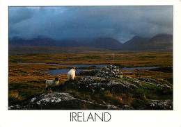 Irlande - The Ruggëd Landscape On The West Coast Of Ireland - Moutons - Ireland - CPM - Voir Scans Recto-Verso - Autres