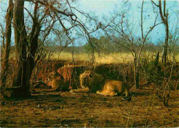 Animaux - Fauves - Lion - Couple - CPM - Voir Scans Recto-Verso - Löwen