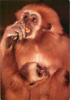 Animaux - Singes - Gibbon Aux Mains Blanches - Carte Neuve - CPM - Voir Scans Recto-Verso - Monkeys