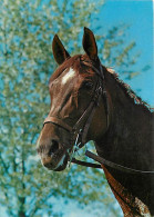 Animaux - Chevaux - CPM - Voir Scans Recto-Verso - Paarden