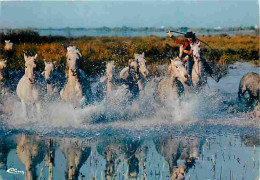 Animaux - Chevaux - Camargue - Chevaux Sauvages Dans Les Marais - Voir Scans Recto Verso  - Horses