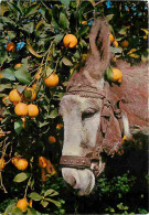 Animaux - Anes - Espagne - Fruits - CPM - Voir Scans Recto-Verso - Burros