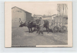Macedonia - Oxen Team - PHOTOGRAPH Size 12 Cm. X 9 Cm World War One - North Macedonia